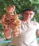 grech