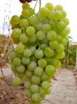 citronnyj