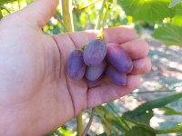 marmeladka