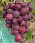 сенатор